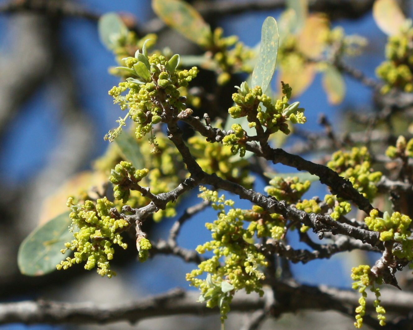 High Resolution Quercus douglasii Flower